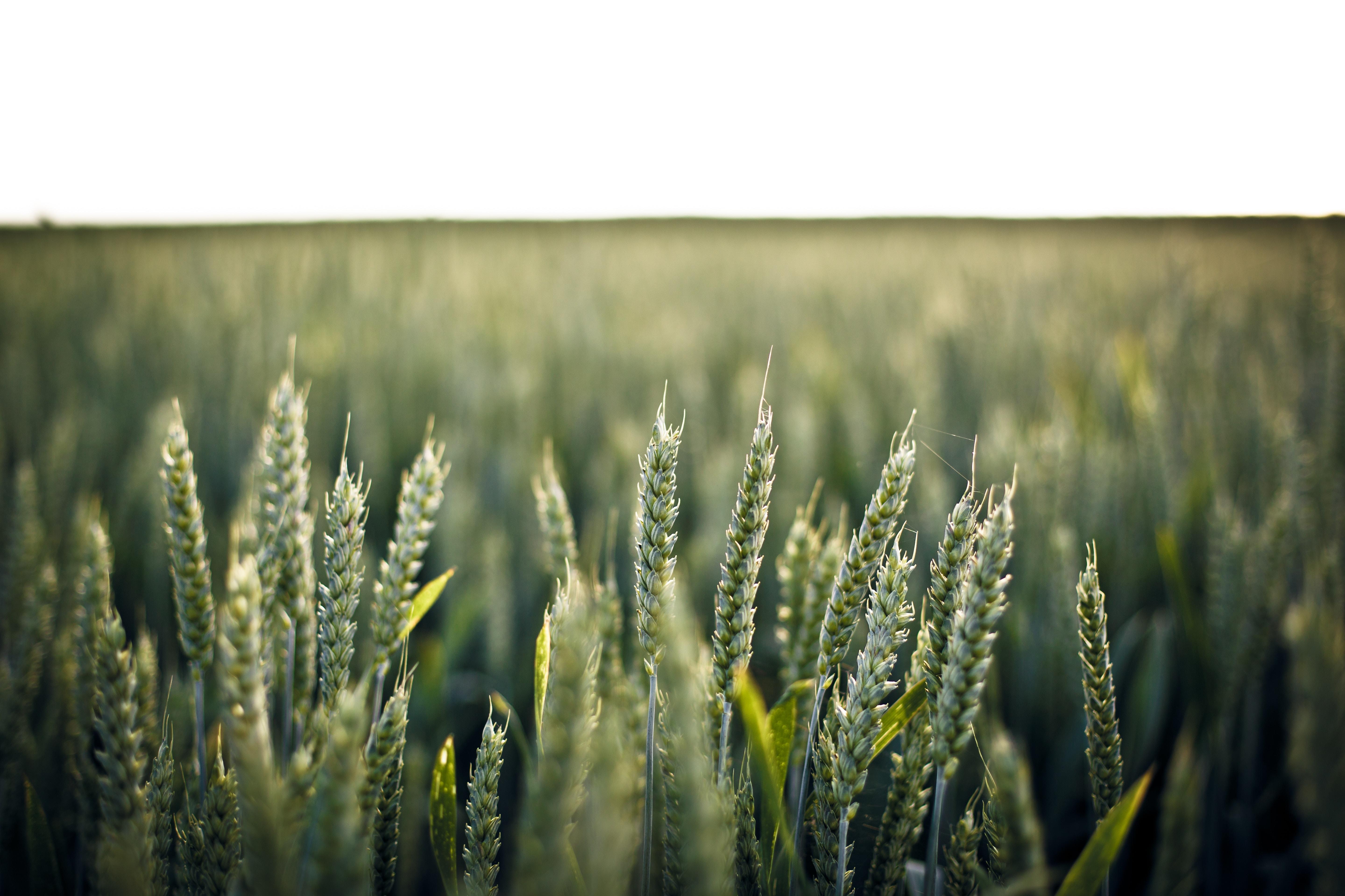 Glyph’Awards : zoom sur les départements les plus consommateurs de glyphosate Glyph’Awards : zoom sur les départements les plus consommateurs de glyphosate